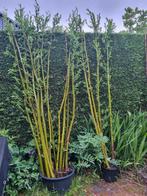 Knotwilgen stekken, Tuin en Terras, Planten | Bomen, Ophalen, Volle zon, Overige soorten