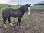 Lief hengstveulen, Dieren en Toebehoren, Pony's, Hengst, A pony (tot 1.17m), Gechipt, 0 tot 2 jaar