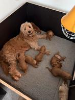 Golden labradoodle pups, Parvo, 8 tot 15 weken, Meerdere, Meerdere dieren