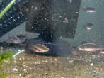 Parel danio’s, Dieren en Toebehoren, Vis