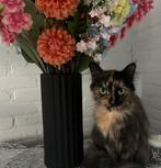 X main coon poes te koop, Poes