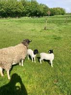 Schapen schaap Dorper, Schaap, Mannelijk, 0 tot 2 jaar