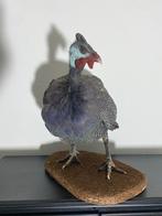 Prachtig opgezette helmparelhoen, Verzamelen, Ophalen of Verzenden, Nieuw, Boerderijdier, Opgezet dier