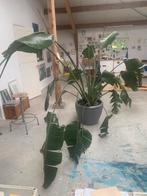 Paradijsvogelplant (Strelitzia) grote plant, Huis en Inrichting, Ophalen, 200 cm of meer, Overige soorten, In pot