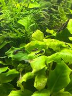 Ancistrus algeneters verschillende maten, Dieren en Toebehoren, Vissen | Aquariumvissen, Vis, Zoetwatervis