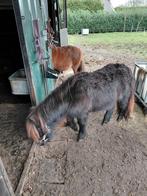 Grote maat jaarling merrie, Dieren en Toebehoren, Merrie
