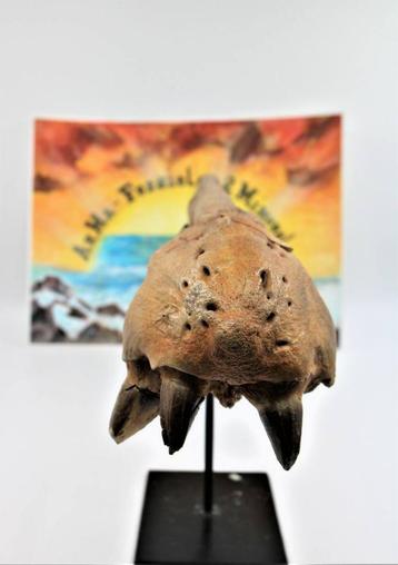 Mosasaurus Boven-Krijt  beschikbaar voor biedingen