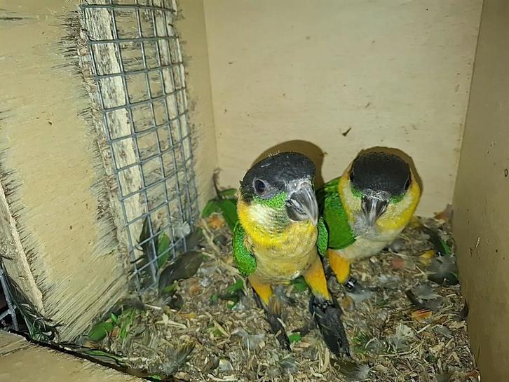 Jonge zwartkop caique man, Dieren en Toebehoren, Vogels | Parkieten en Papegaaien, Papegaai, Mannelijk, Geringd