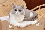 Ametrine – Lilac British Shorthair (c 03, Cinnamon Carrier), Dieren en Toebehoren, Katten en Kittens | Raskatten | Korthaar, Kater