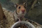 Goudhamsters, Dieren en Toebehoren, Knaagdieren, Hamster, November, Meerdere dieren, Tam