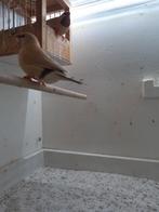 Spitsstaartamadines, Dieren en Toebehoren, Vogels | Kanaries, Meerdere dieren