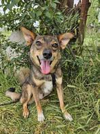 Kansas ter adoptie of opvang!, Dieren en Toebehoren, Honden | Niet-rashonden, Particulier, Rabiës (hondsdolheid), Reu, Buitenland