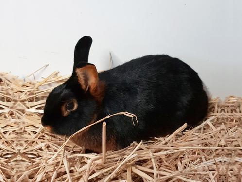Black en tan konijnen | Ingeënt | Passend advies, Dieren en Toebehoren, Konijnen, Dwerg, Vrouwelijk, 0 tot 2 jaar, Hangoor