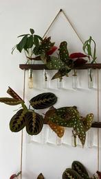 Stekjes:gebedsplant,stippenplant,rimpelgatenplant,schefflera, Ophalen, Overige soorten, Minder dan 100 cm