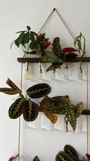 Stekjes:gebedsplant,stippenplant,rimpelgatenplant,schefflera beschikbaar voor biedingen