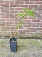 krulwilg, Ophalen, In pot, Overige soorten, Minder dan 100 cm