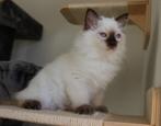 Ragdoll kittens met Stamboom, Dieren en Toebehoren, Katten en Kittens | Raskatten | Langhaar, Meerdere dieren, Gechipt