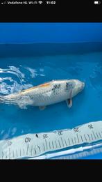 Shiro utsuri ginrin, Dieren en Toebehoren, Vissen | Vijvervissen, Karper of Koi