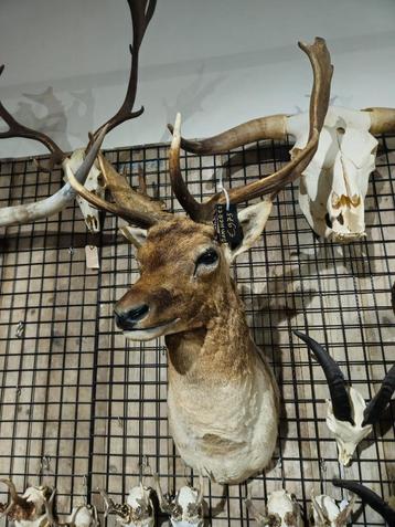 2024 opgezet damhert shoulder borst preparaat hert taxidermy beschikbaar voor biedingen