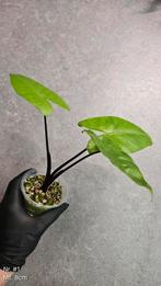 Alocasia Macrorrhiza Black Stem - diverse maten, Ophalen of Verzenden, Overige soorten, Minder dan 100 cm
