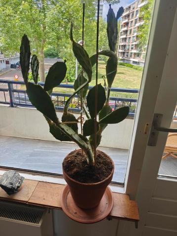 cactus in terracotta pot 95cm hoog beschikbaar voor biedingen