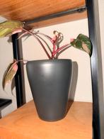Philodendron Pink Princess stekje, Huis en Inrichting, Kamerplanten, Ophalen, Overige soorten, Halfschaduw, In pot