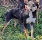 SUPER LIEF JONG TEEFJE CORAL, WIE GEEFT HAAR EEN TOEKOMST?, Particulier, 1 tot 2 jaar, Buitenland, Teef