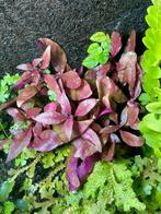 Terrarium plant Alternanthera rosanervig, Huis en Inrichting, Kamerplanten, Overige soorten, Minder dan 100 cm, Ophalen of Verzenden