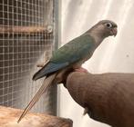 Pyrrhura’s, Dieren en Toebehoren, Vogels | Parkieten en Papegaaien, Geslacht onbekend, Parkiet