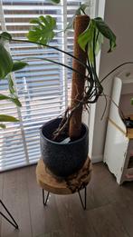 Monstera plant inclusief stenen pot, Huis en Inrichting, Kamerplanten, Ophalen, Overige soorten, Minder dan 100 cm