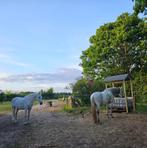 24/7 buitenplek met inloopstal, Dieren en Toebehoren, Weidegang, 1 paard of pony