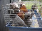 holl,kuifhoeders, Meerdere dieren, Kip