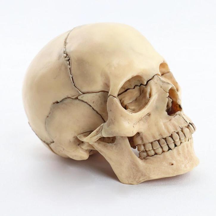 Menselijke Schedel Anatomie Model / Doodskop School Medisch, Diversen, Schoolbenodigdheden, Nieuw, Verzenden