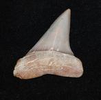 Haaientand Shark tooth Hill, Verzamelen, Mineralen en Fossielen, Ophalen of Verzenden, Fossiel