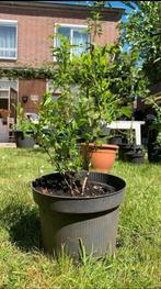 Granaatappelboom in pot, Ophalen, In pot, Overige soorten, Minder dan 100 cm