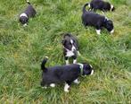 Bordercollie border collie pups, Dieren en Toebehoren, 8 tot 15 weken, Collie, CDV (hondenziekte), Meerdere