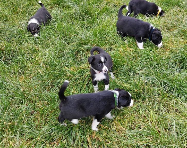 Bordercollie pups, Dieren en Toebehoren, Honden | Herdershonden en Veedrijvers, Meerdere dieren, Collie, Particulier, Meerdere