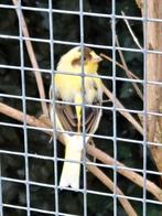 Jonge kanarieman, Dieren en Toebehoren, Vogels | Kanaries, Meerdere dieren, Kleurkanarie