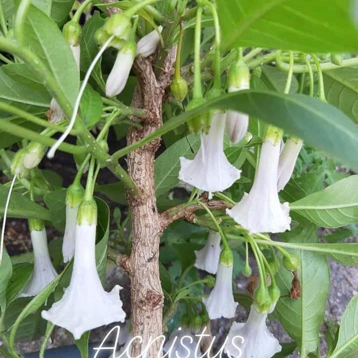 Zaden Acnistus australis alba 10 zaden, Tuin en Terras, Bloembollen en Zaden, Volle zon, Verzenden