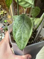 Hoya coriacea silver stek, Verzenden, Halfschaduw, Minder dan 100 cm