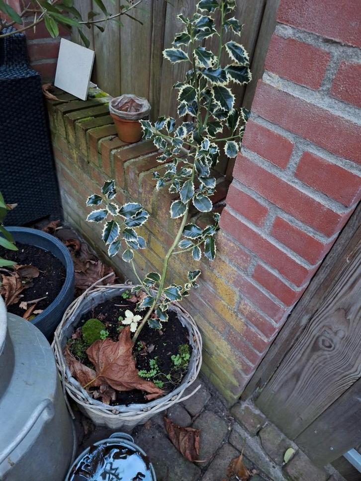 Kleine Bonte Hulst in Mand, Tuin en Terras, Planten | Tuinplanten, Vaste plant, Overige soorten, Halfschaduw, Bloeit niet, Ophalen