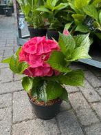 Boerenhortensia Hortensia Alpengluhen, Tuin en Terras, Planten | Tuinplanten, Ophalen, Zomer, Overige soorten, Halfschaduw