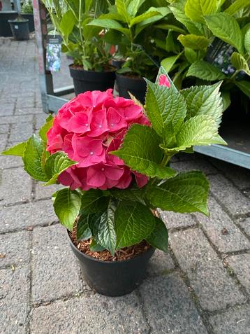 Boerenhortensia Hortensia Alpengluhen beschikbaar voor biedingen