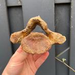 Wolharige Neushoorn Lendewervel Noordzee, Verzamelen, Mineralen en Fossielen, Ophalen of Verzenden, Fossiel