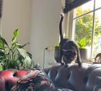 2 lieve kittens beschikbaar, Meerdere dieren