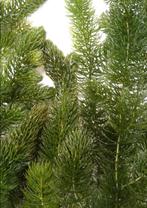 Hoornblad zuurstof planten, Ophalen, Nieuw