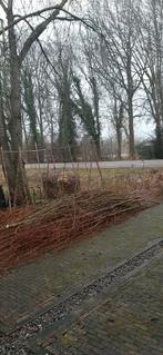 Wilgentakken gratis, Overige soorten, Zomer, 400 cm of meer, Ophalen