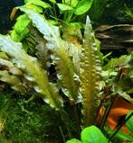 Rode Cryptocorine stekken., Vis