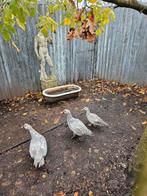 Muskuseend, muskuseenden, Dieren en Toebehoren, Meerdere dieren, Eend