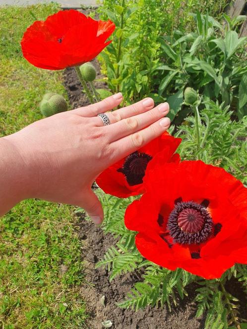 Bio zaden Reuzen klaproos - Papaver orientale, Tuin en Terras, Bloembollen en Zaden, Zaad, Voorjaar, Volle zon, Verzenden